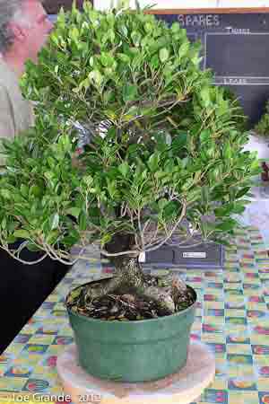 Ficus microcarpa before